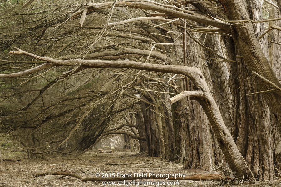 Photo of Ancient Monterey Cypress Hedgerow at The Sea Ranch taken by Frank Field in 2015